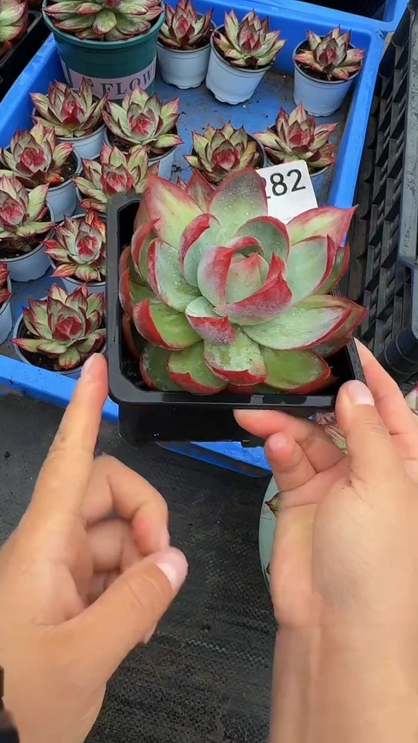 C282惊鸿仙子（裸根发货）