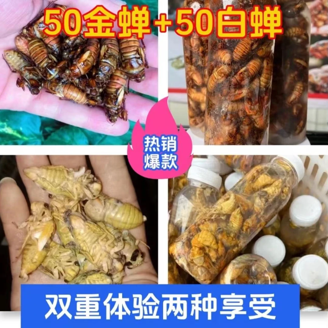 [喜迎618大促节]2025年【金蝉+白蝉各50只】金蝉知了猴【顺丰包邮】