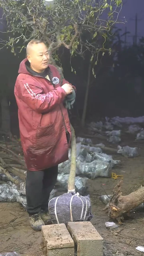 完全开放枣树440