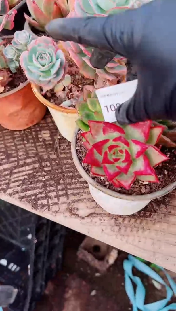 车**?多肉植物一物一拍1080