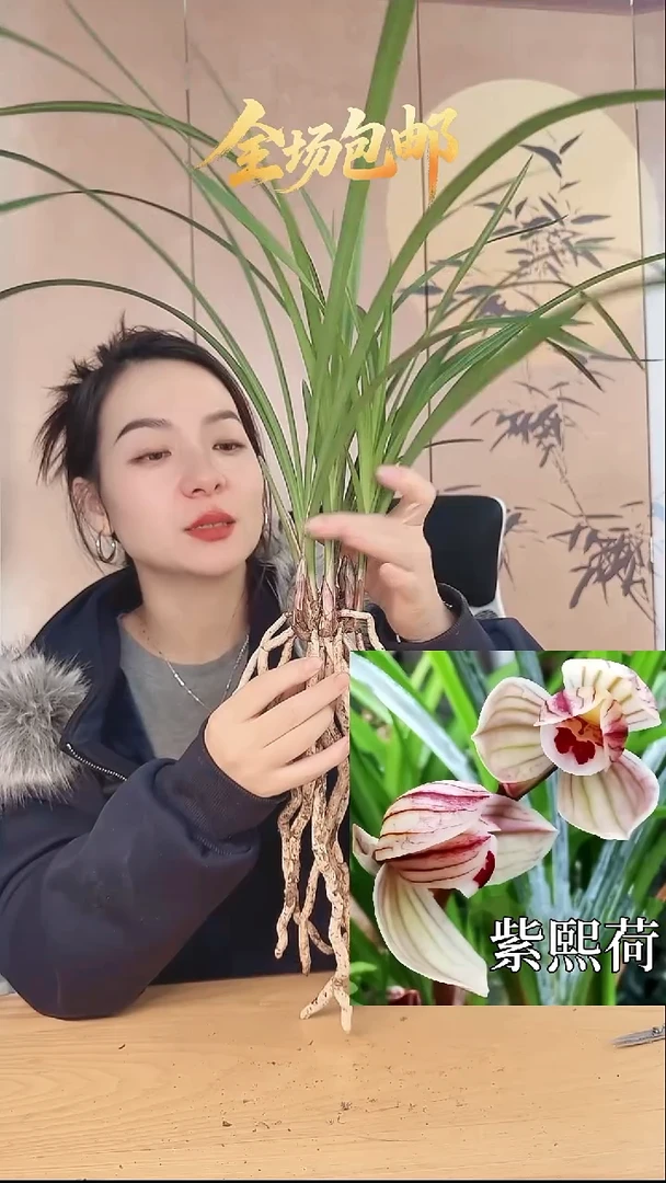 当前无花栽培后可以开花：紫熙荷
