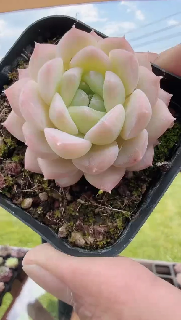 东云多肉园新款-63