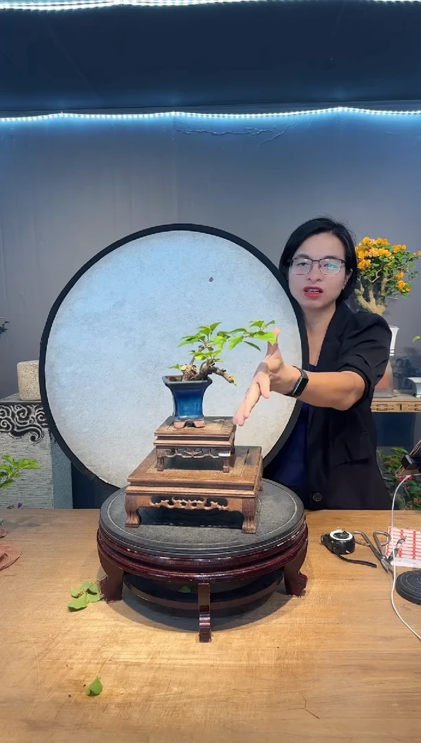 心**开三角梅同安红