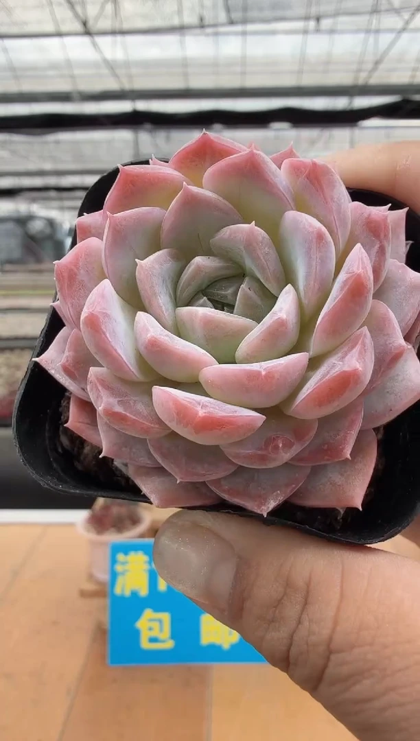 东云多肉园二店-81