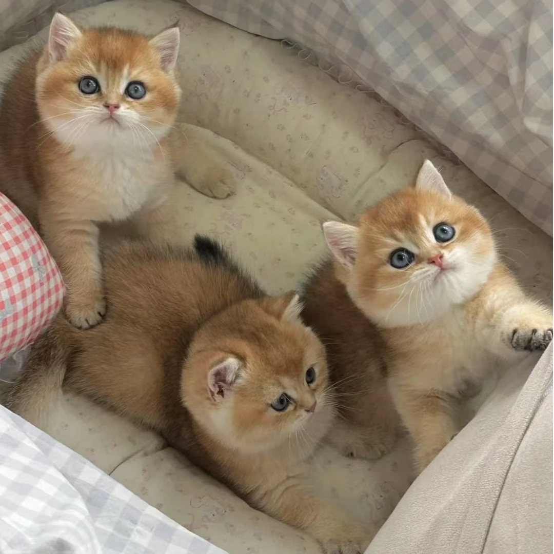 狗不理猫子～活体猫咪全款链接