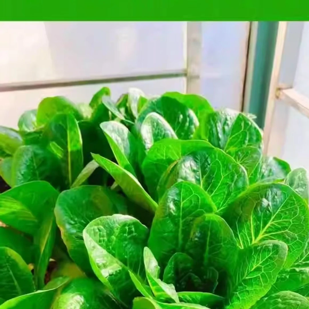 孔雀菜种子生吃脆甜