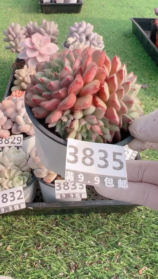 【闪购商品】信福多肉一物一拍