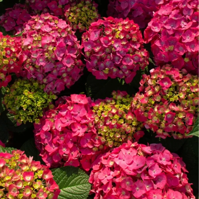 5加仑【五代无尽夏】地栽露养大花绣球 阳台庭院耐寒耐热多季带花苞