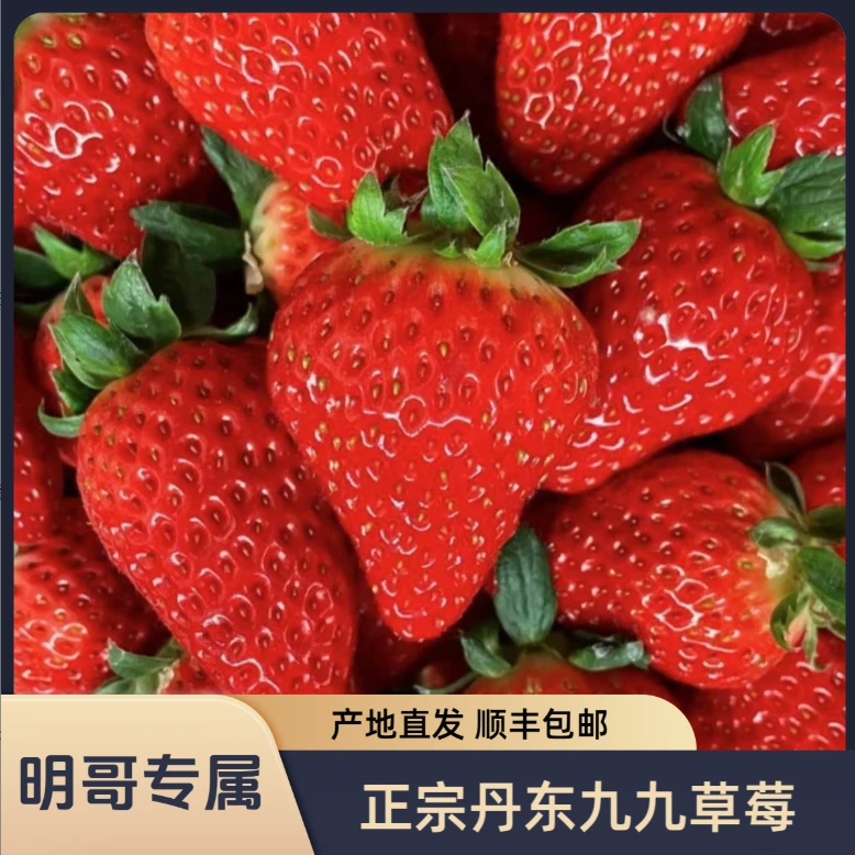 【大果三斤】正宗丹东99红颜草莓东港椅圈镇新鲜香甜牛奶奶油草莓