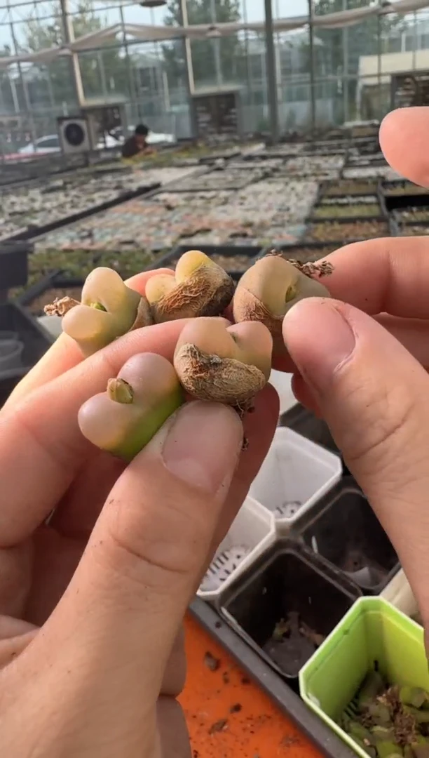 29-433多肉植物肉锥荔枝毛一颗