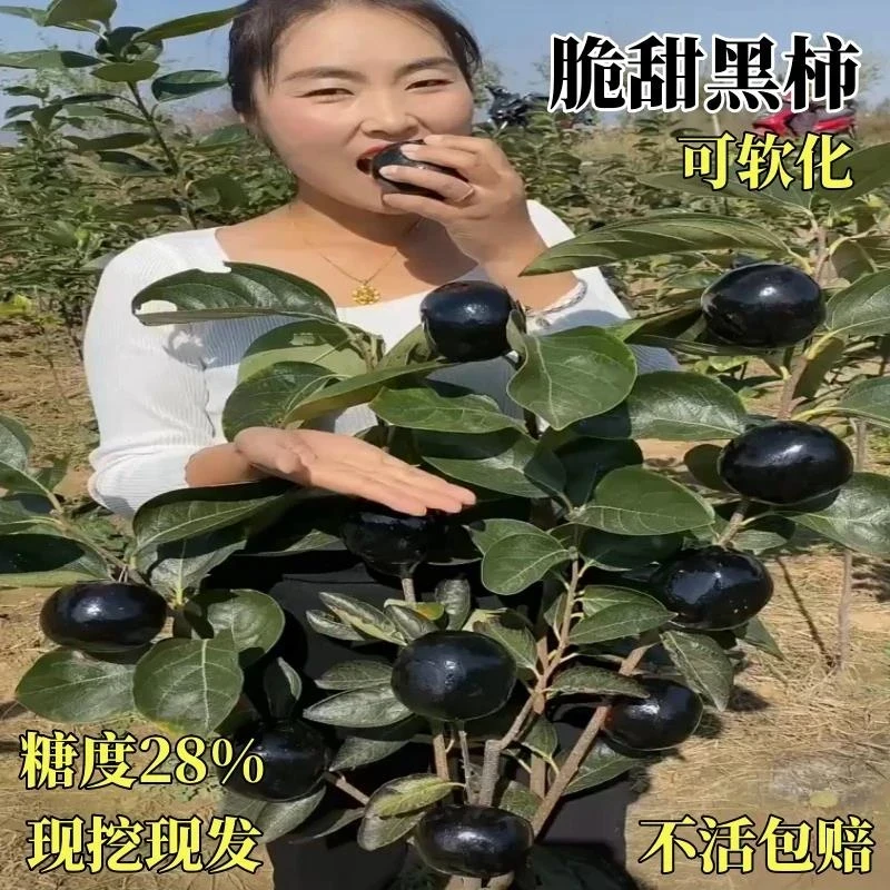 嫁接黑柿子树苗南方北方种植柿子苗树地栽四季种易活当年结果果树