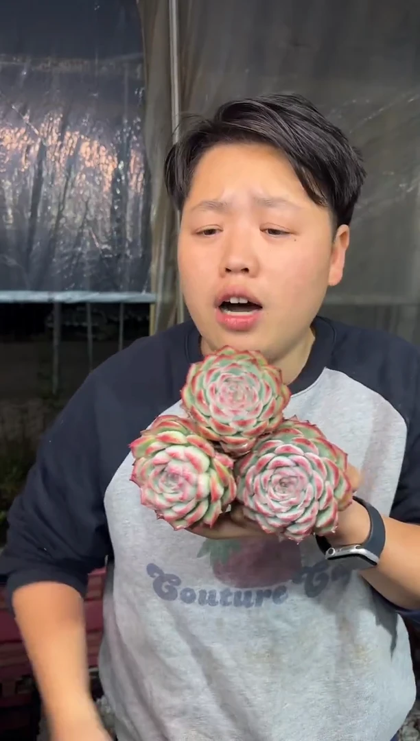 精控小侧影3颗 5
