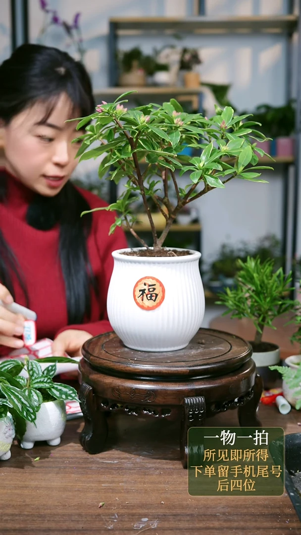 【闪购商品】35--7374瑞香白胖条纹