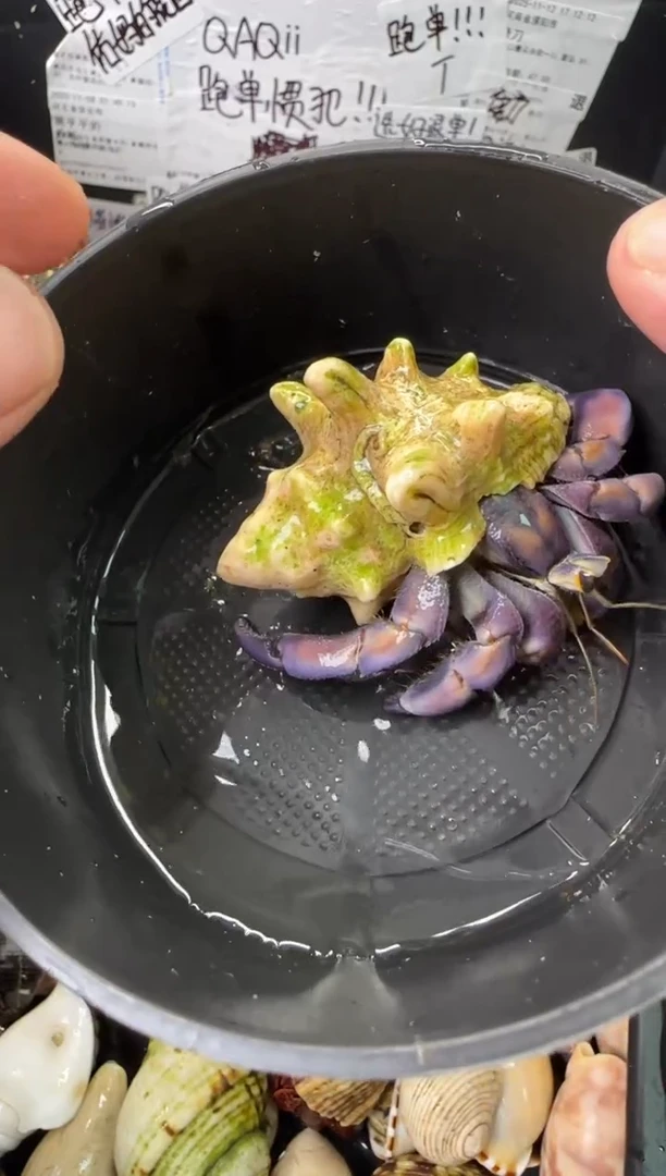 2.8口磨半个尖紫陆一只