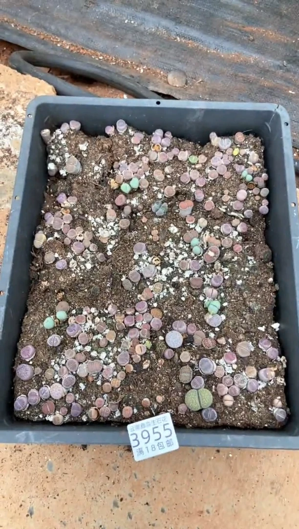 3955特价橄榄玉框有疤瑕疵带土不带盆发货