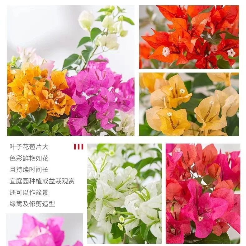 【三角梅多品种】四季开花可爬藤垂吊阳台庭院好养老桩室内外爬藤