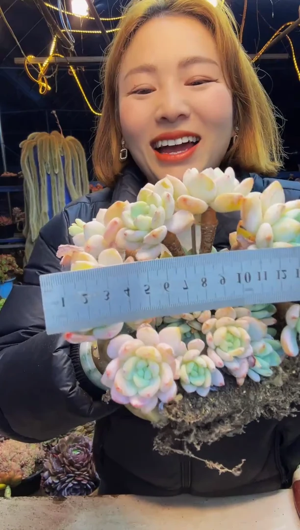 商****坊冷香小树一物一拍商城姐