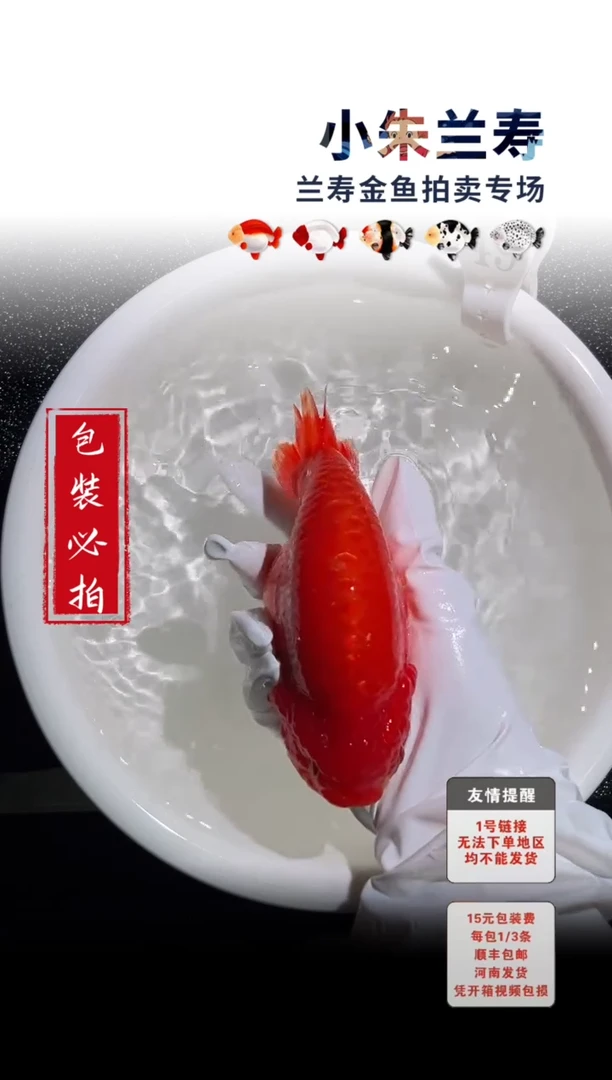 金鱼包装必拍未拍顺丰到付49号