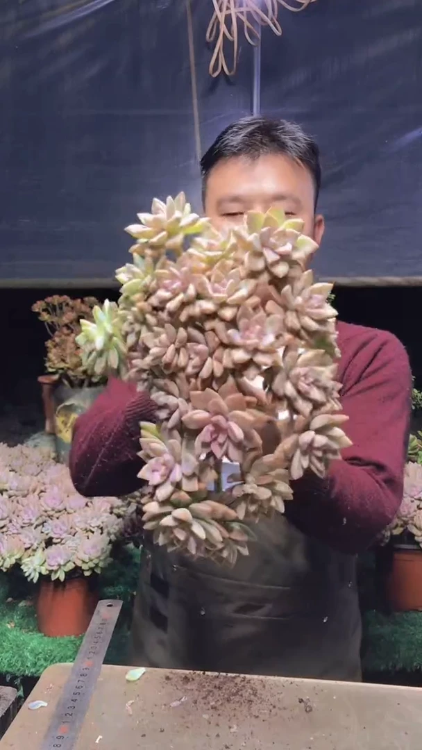 173淡雪缀化一物一拍