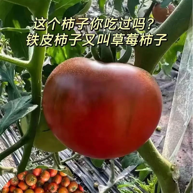 铁皮西红柿小时候的口感酸甜自然现摘现发