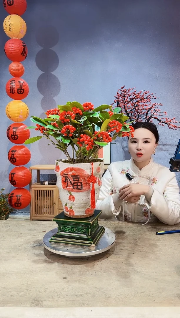 【闪购商品】盆景荷兰进口红玉珠