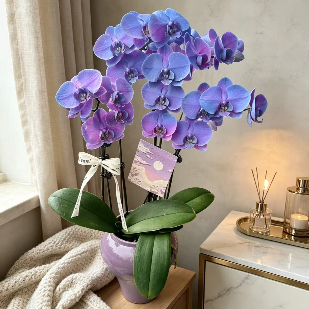 【浪漫满屋--组盆】鲜花蝴蝶兰工艺喷色开花株室内客厅喷绘工艺