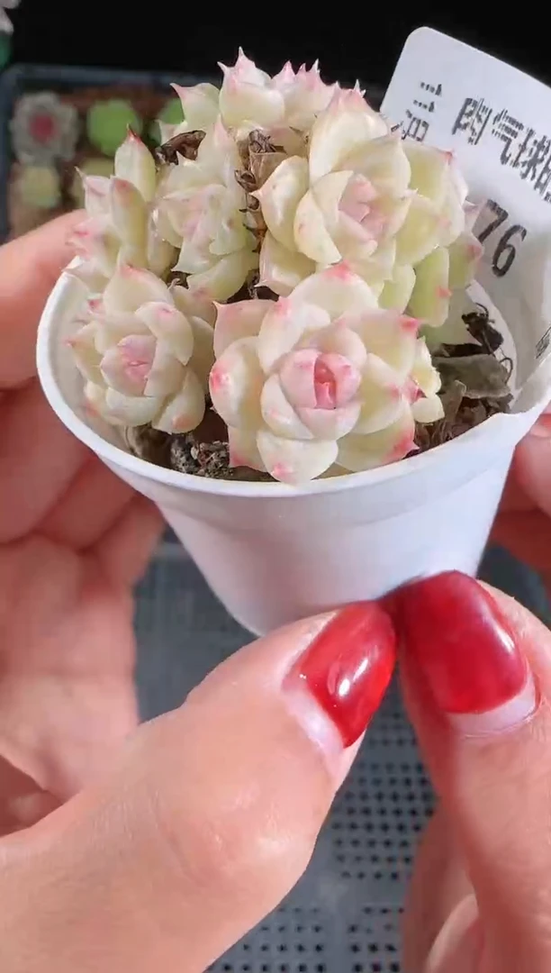 1123-76群生不包整