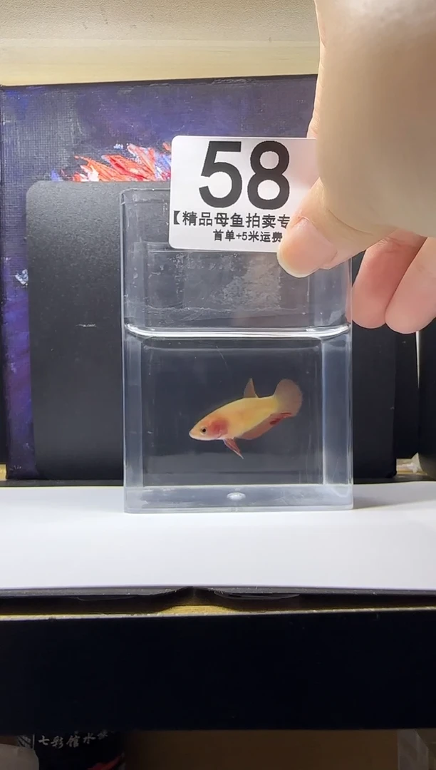 斗鱼母鱼编号：58