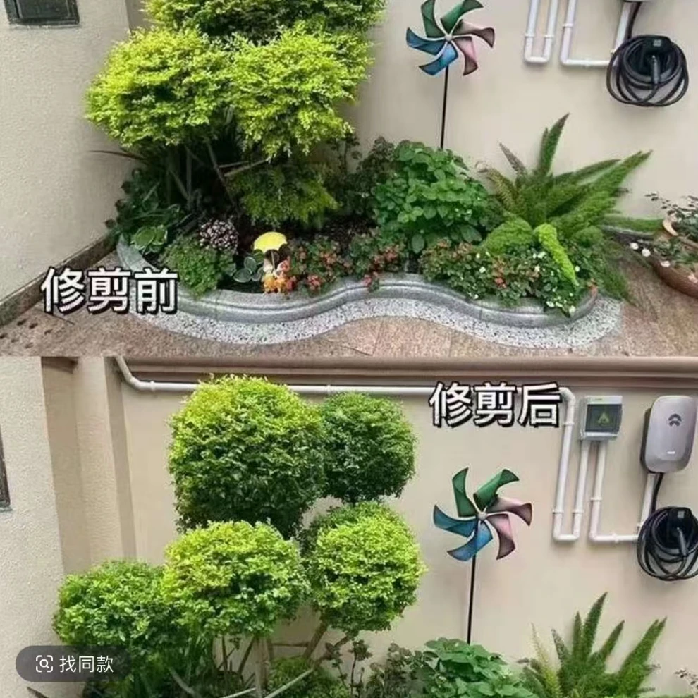 亮晶造型球球形棒棒糖植物适合花园造景庭院花镜
