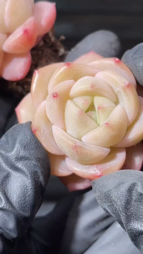 30-96桃花酿2-3厘米量拍发一颗