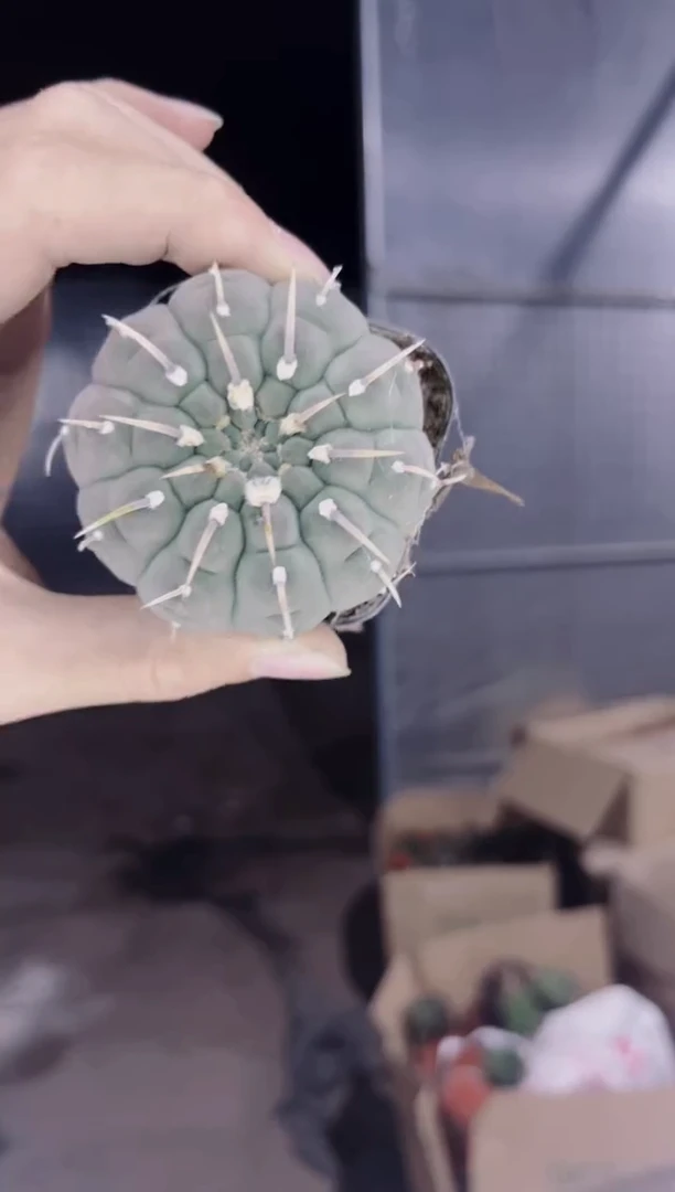 5颗 实生根 一三本刺 4-6cm