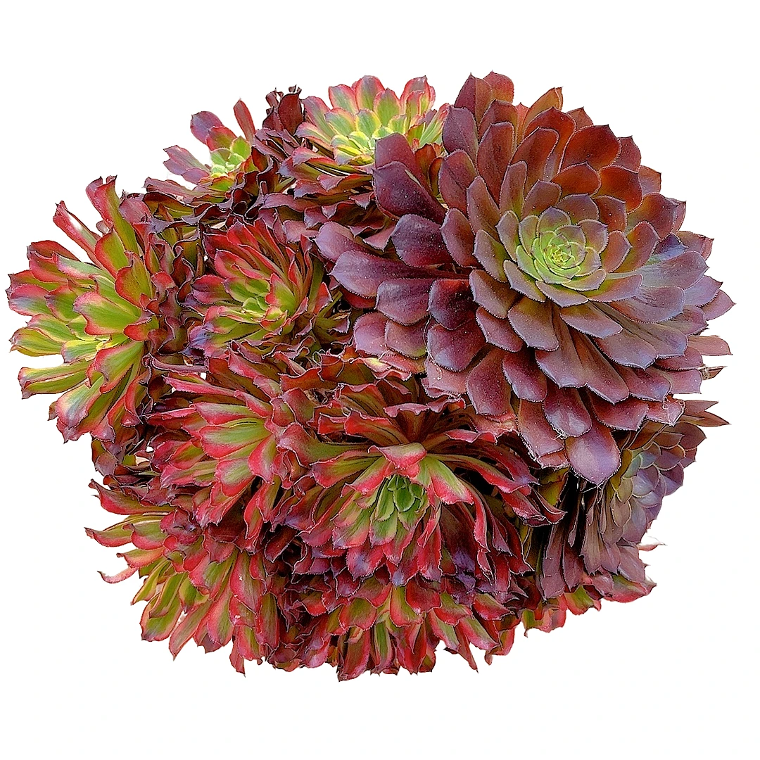 【紫薇法师 一单包邮】星花怒放阳台露台办公绿植多肉栽种养护四季