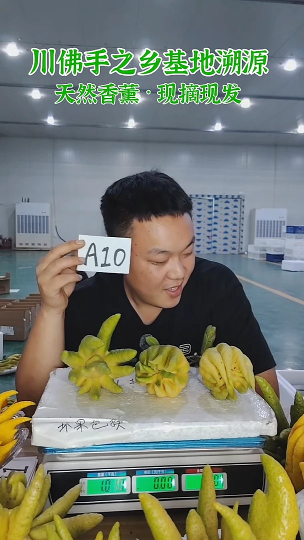 柑橘【一物一拍】川佛手柑鲜果A34