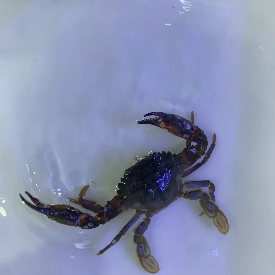 断氧 赤甲红(1.5-2.5两)(10-12只)三斤包邮 【保鲜不保活】