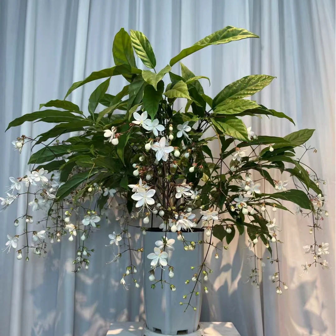 泰国垂丝茉莉室内观赏盆栽仙气飘飘四季开花好养带花苞发货