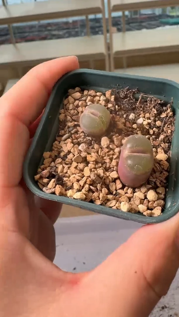 24-31多肉植物肉锥