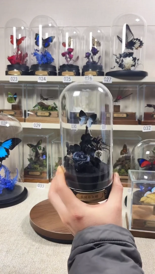 大自然真实的蝴蝶标本