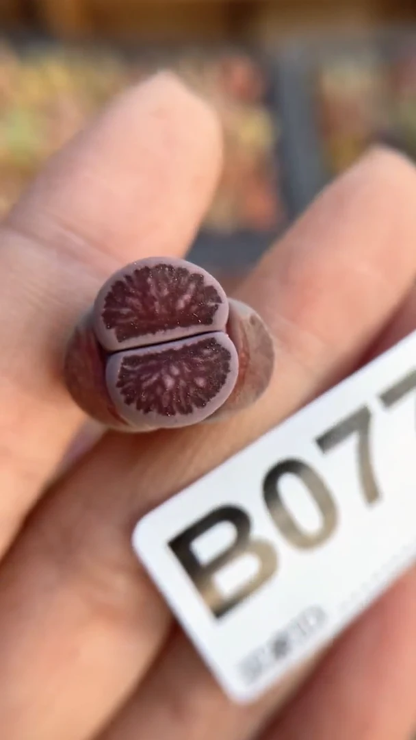 【闪购商品】0772直播一物一拍