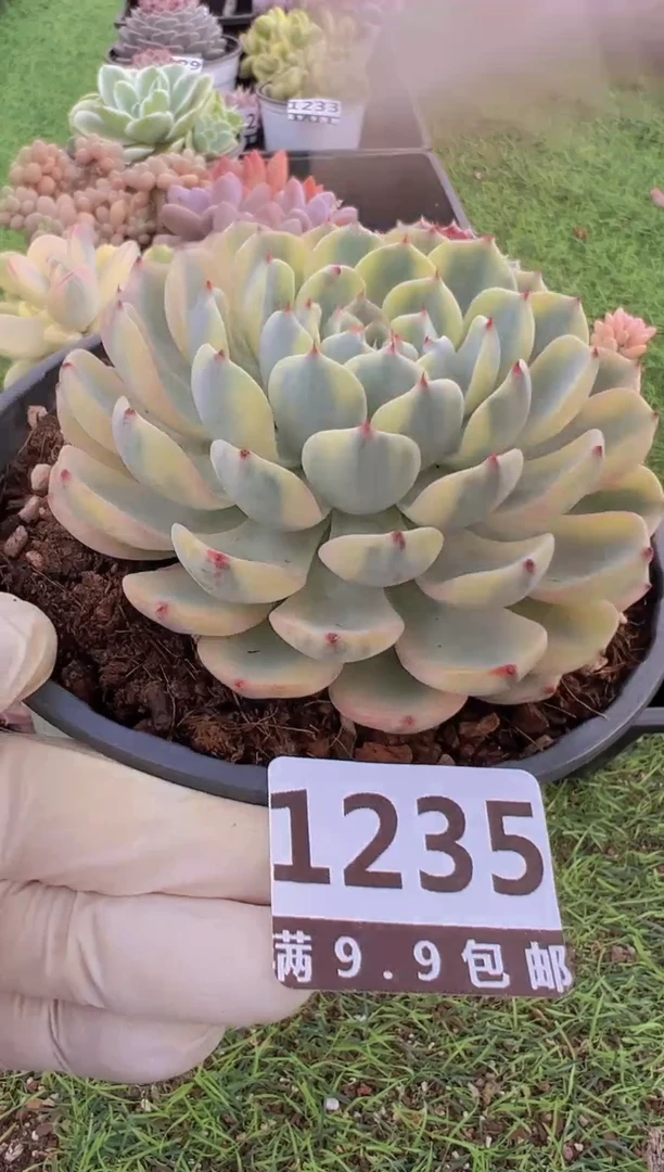 【闪购商品】信服多肉一物一拍