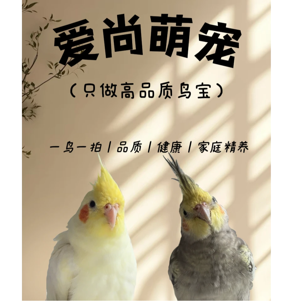 纯手养玄凤断奶学吃鹦鹉活体