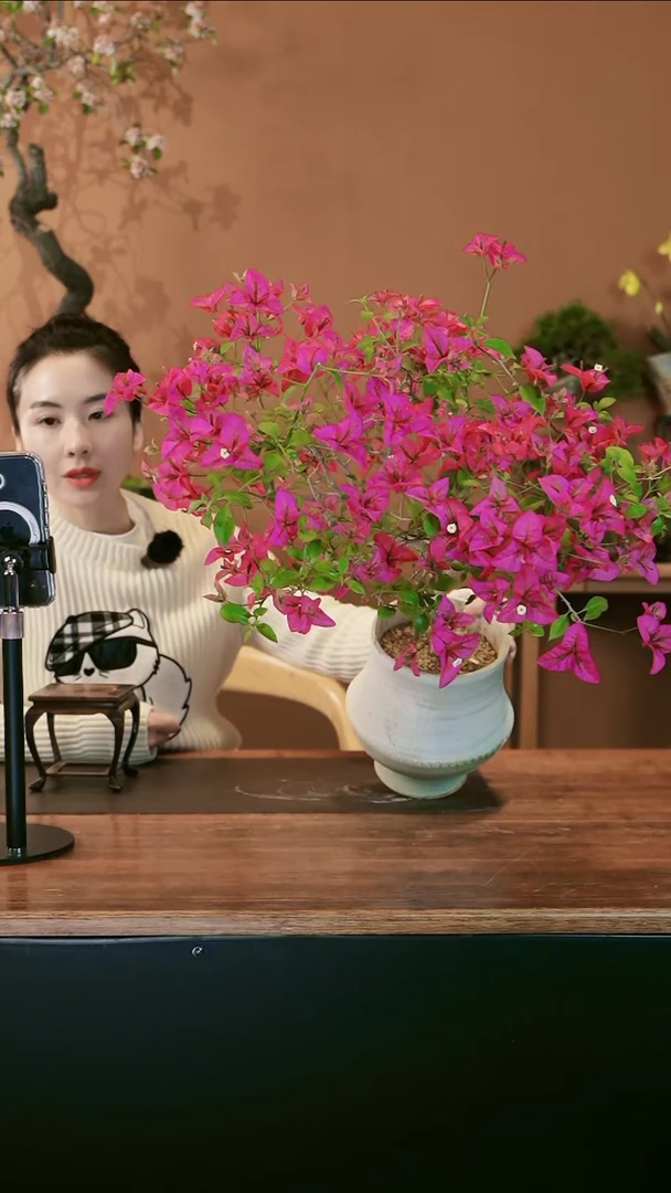 三角梅三角梅盆景盆景盆景