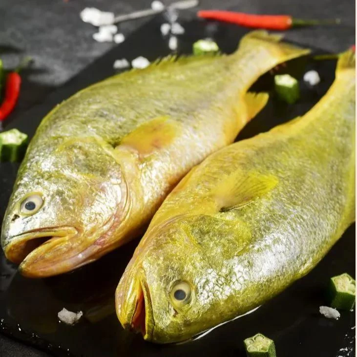 大黄鱼1.7-1.8斤/条 大黄花鱼 海鲜水产 送鱼丸炸鱼