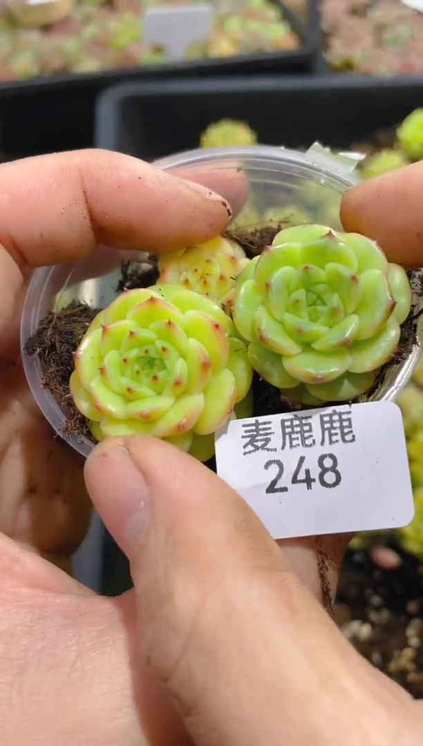 248主角珍妮      量拍