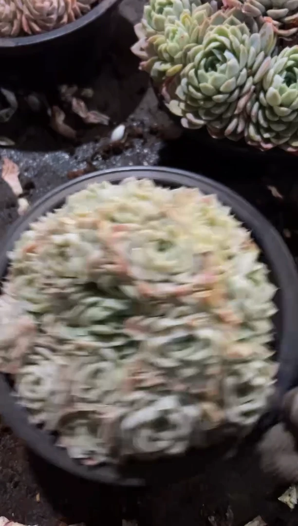 【闪购商品】64号一物一拍脱土包邮