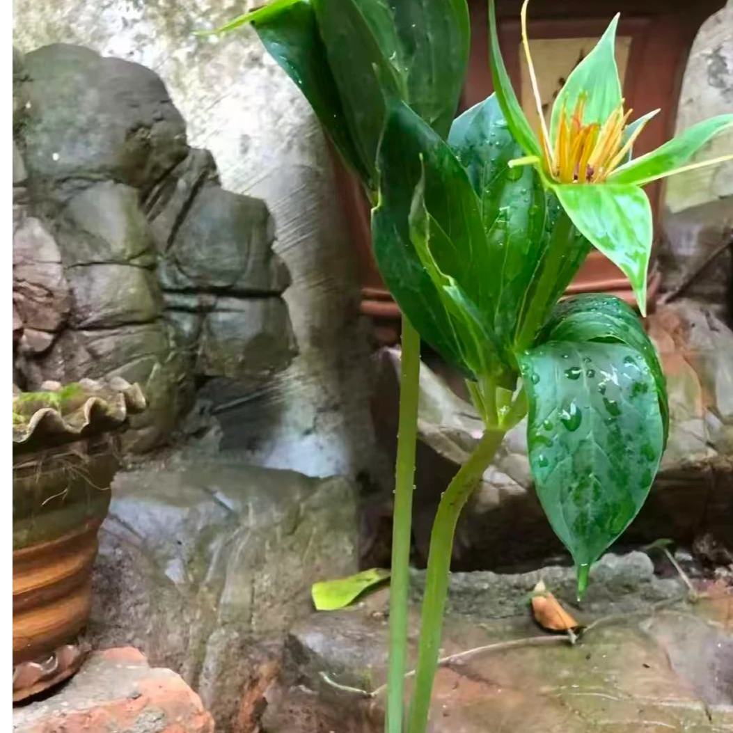 云南七叶一枝花助农服务号-10号箱一箱