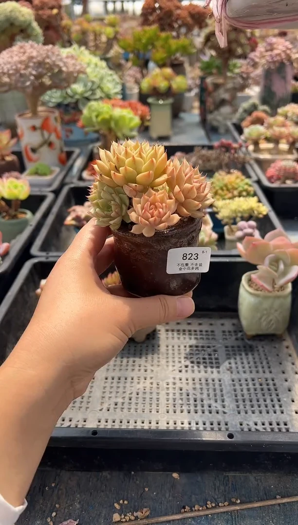 九**久823         不带盆