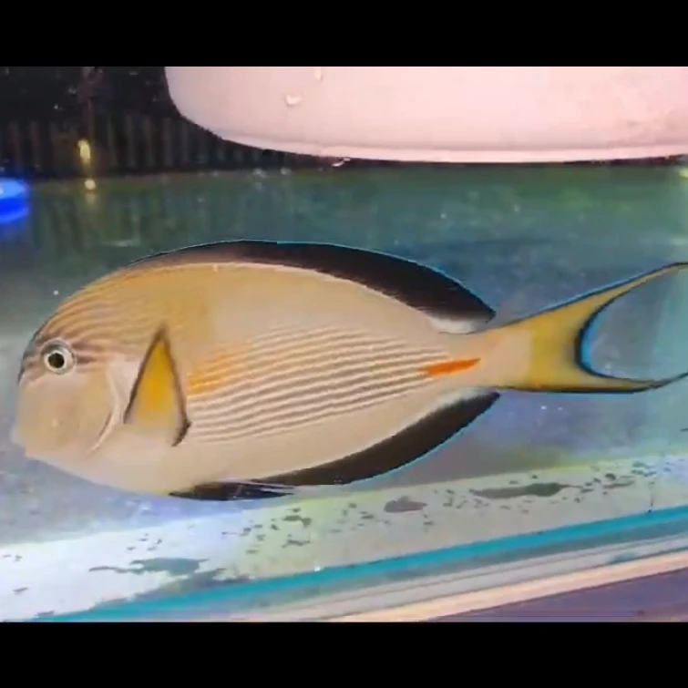 红海骑士    海水观赏鱼