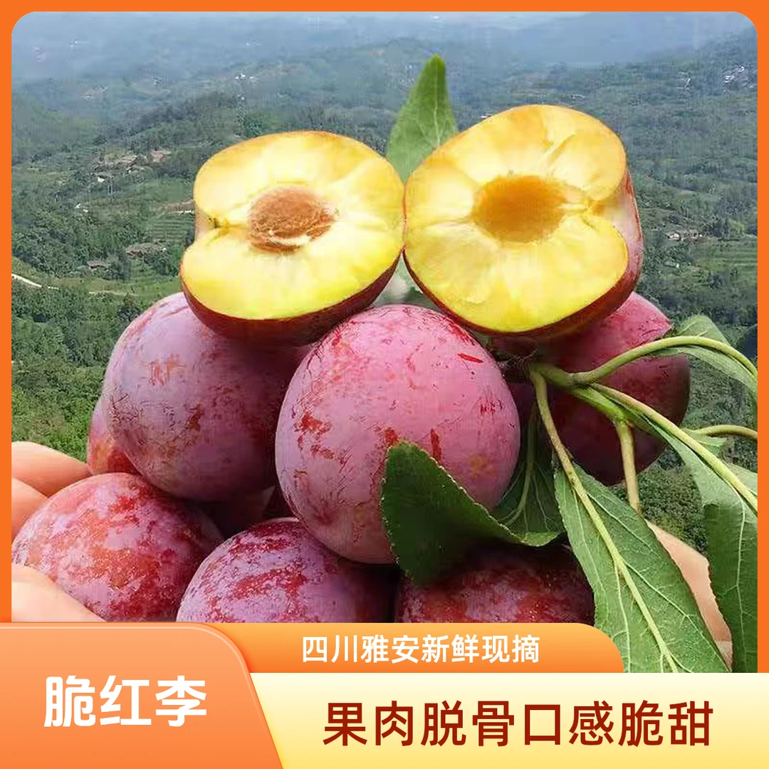 四川樱桃小脆红李脱骨现摘现发青红脆李高山特产冰糖脆甜维C水果