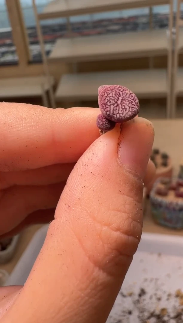 28-48多肉植物肉锥墨