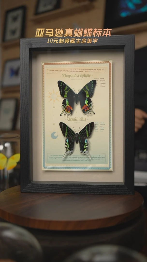 有机玻璃太阳蛾月亮蛾组合相框悬浮版